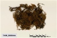 藏品(大羽苔)的圖片